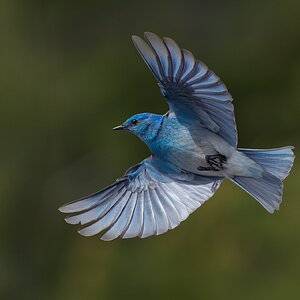 Mountain-Bluebird_DSC7642.jpg