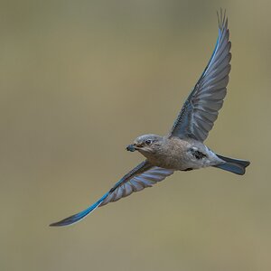 Mountain-Bluebird-6096.jpg