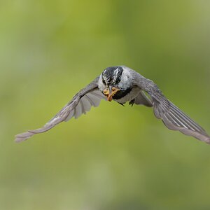 Mountain-Chickadee-7685.jpg