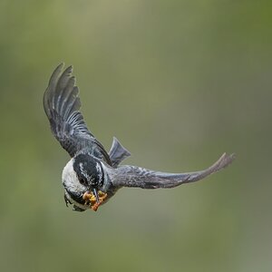 Mountain-Chickadee-7694.jpg
