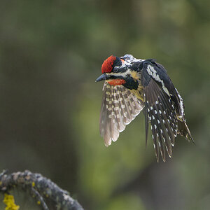 Red-naped-Sapsucker-7452.jpg