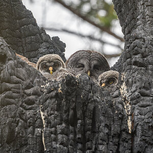 Great-Gray-Owl.jpg