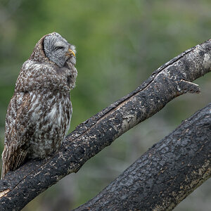 Great-Gray-Owl-5722.jpg
