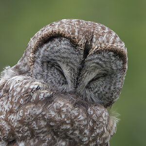 Great-Gray-Owl-5812.jpg