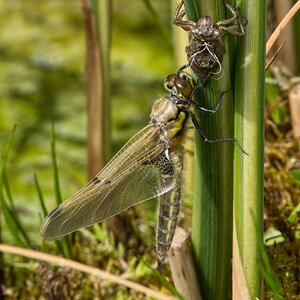 DSC08014 - Dragonfly Emerging 1.jpeg