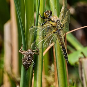 DSC08063 - Dragonfly emerging 2.jpeg