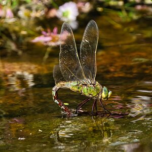 DSC08744 - Emperor Dragonfly - Female.jpeg