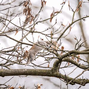 flying_squirrel_greenwichpark-2.jpg