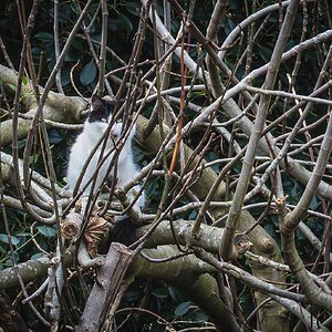 papillons_cat-1.jpg