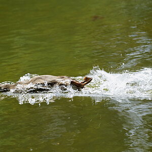 Motion_Duck3.JPG