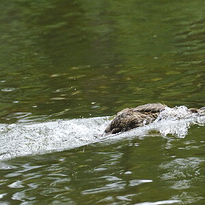 Moving_Duck3.JPG