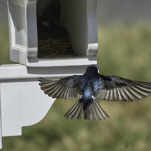 Birds - 7.jpeg