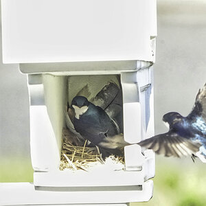 Birds - 1.jpeg