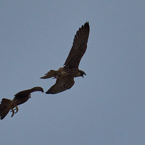 AA_03553.jpg