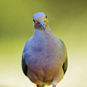 Dove3.jpg