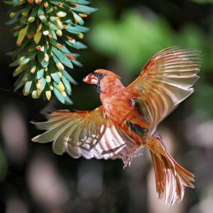 Flap.jpg