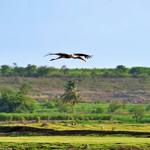 PaintedStork_01_Bhigwan_SB.JPG