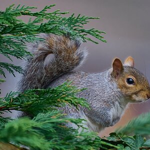 squirrel 2026_3.jpg