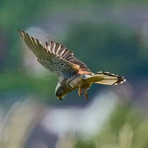 kestrel 2026_23.jpg