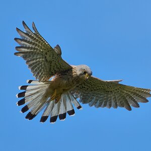 kestrel 2026_25.jpg
