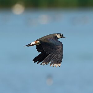 lapwing 2026.jpg