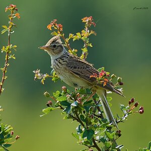 skylark 2026_9.jpg