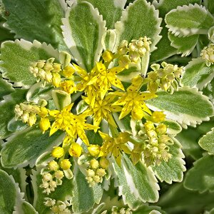 26A07838-73sedum atlantis.jpg