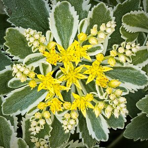 26A07876-916sedum atlantis.jpg
