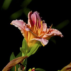 Daylily.jpg