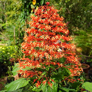 DSC02239.JPG