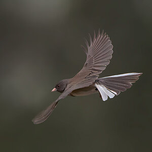 Dark-eyed-Junco-7549-Edit.jpg