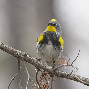 Yellow-rumped Warbler.jpg