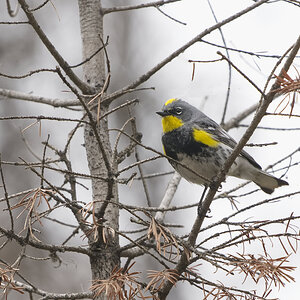 Yellow-rumped Warbler 2.jpg