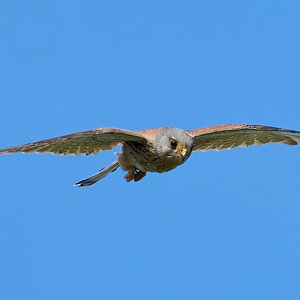 kestrel 2026_21.jpg