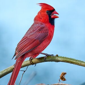 Northern Cardinal - Brandywine - 04042026 - 01.jpg