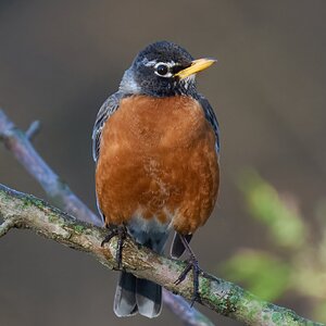American Robin - Brandywine - 04042026 - 02.jpg