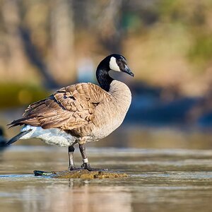 Canada Goose - Brandywine - 04042026 - 01.jpg