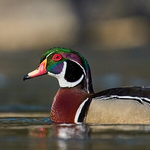 Wood Duck - Brandywine - 04042026 - 09.jpg