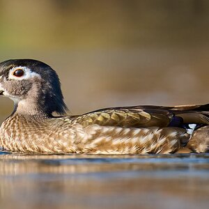 Wood Duck - Brandywine - 04042026 - 11.jpg