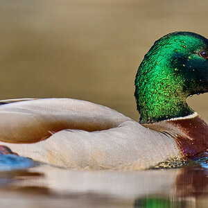 Mallard - Brandywine - 04042026 - 03.jpg