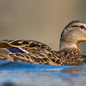 Mallard - Brandywine - 04042026 - 04.jpg