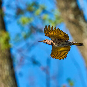 Northen Flicker - Brandywine - 04042026 - 03.jpg