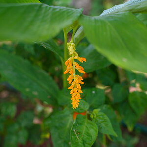 DSC02288.JPG