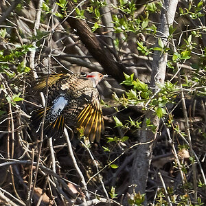 Northern Flicker inflight - Woodshaven Kruse - 04082018 - 02.jpg