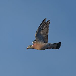 _DSC7273.jpg