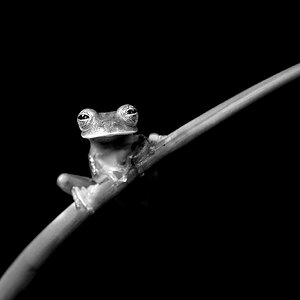 Red-eyed Tree Frog.jpg