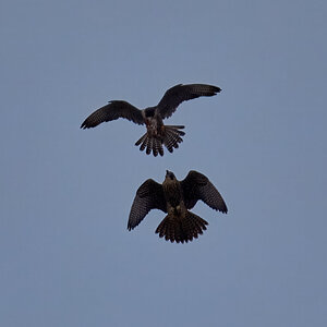 Peregrine Falcon - Wilmington - 07072026 - 01 - rDN.jpg