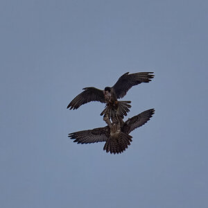 Peregrine Falcon - Wilmington - 07072026 - 03 - rDN.jpg