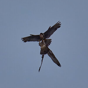 Peregrine Falcon - Wilmington - 07072026 - 05 - rDN.jpg