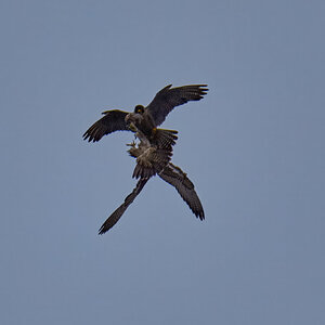 Peregrine Falcon - Wilmington - 07072026 - 07 - rDN.jpg